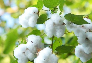 Why can Xinjiang cotton be popular in the country